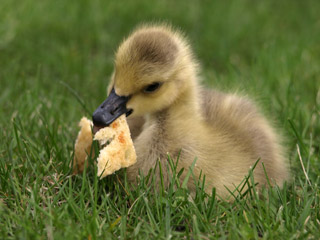 Baby duck eating a cracker